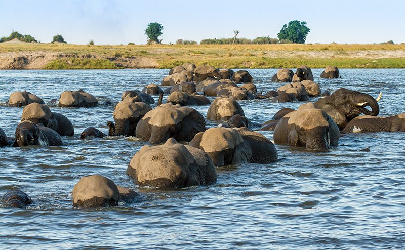 16 Day Southern Africa - The perfect holiday for couples & families 204 Chobe Riverfront Elephants