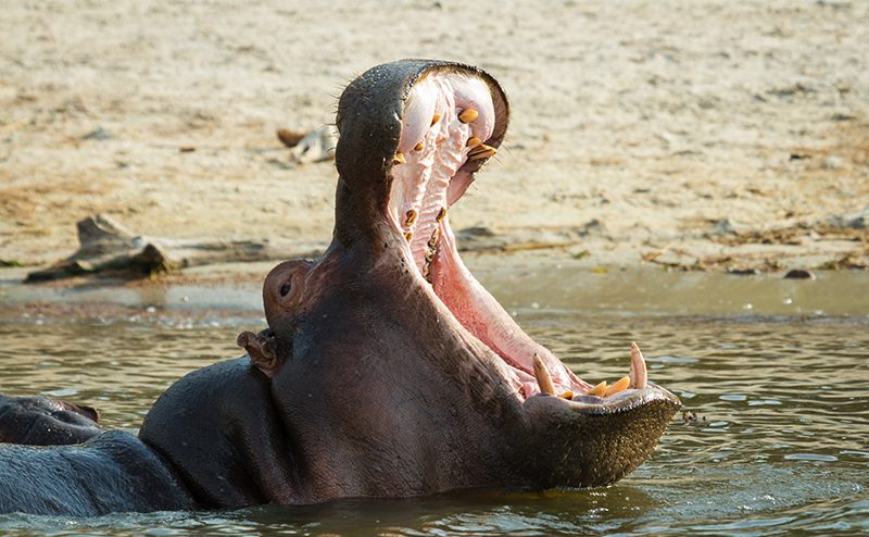 16 Day Southern Africa - The perfect holiday for couples & families 210 Chobe Riverfront River Safari4