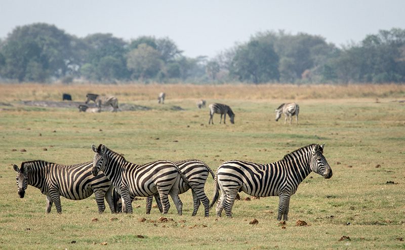 16 Day Southern Africa - The perfect holiday for couples & families 205 Chobe Riverfront River5