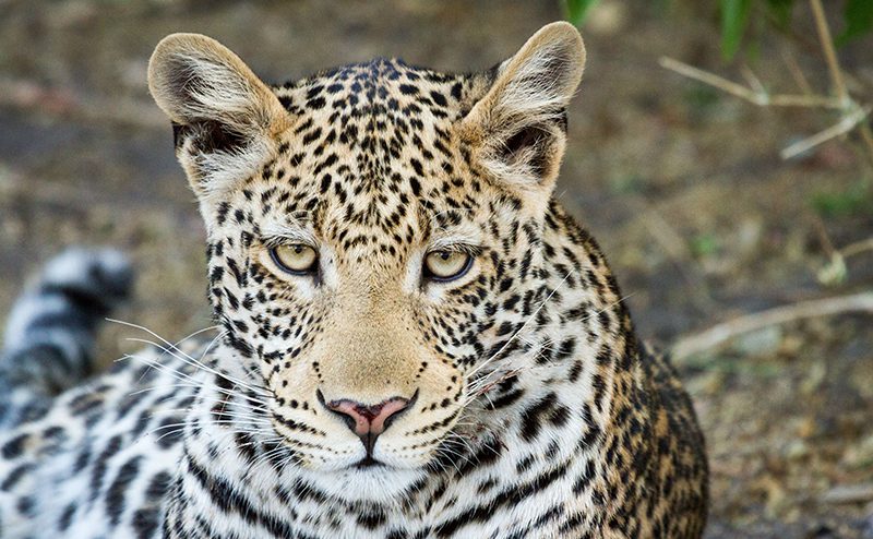 16 Day Southern Africa - The perfect holiday for couples & families 201 Chobe Riverfront River6