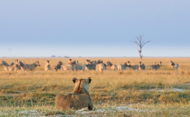 16 Day Southern Africa - The perfect holiday for couples & families 203 Chobe Riverfront River9