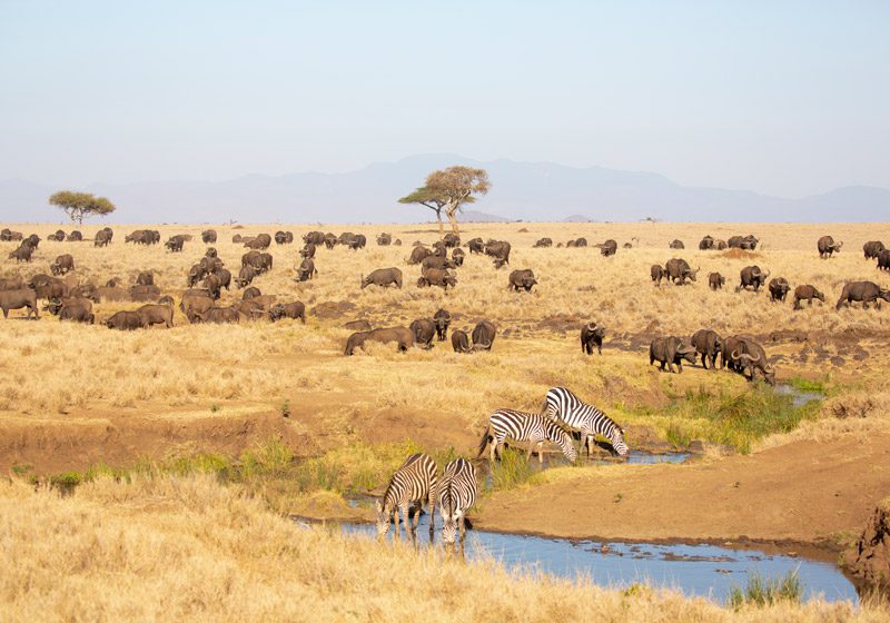 10 Day Highlights of Kenya Fly-In Luxury Safari - Sabi Sands Lodges Reservations 82 LewaWilderness Wildlife09 Lewa Wildlife Conservancy kenya