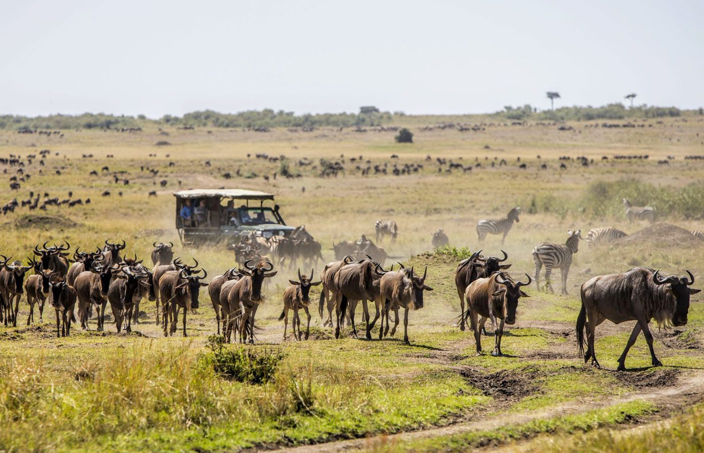 10 Day Highlights of Kenya Fly-In Luxury Safari - Sabi Sands Lodges Reservations 97 Msai mara safari