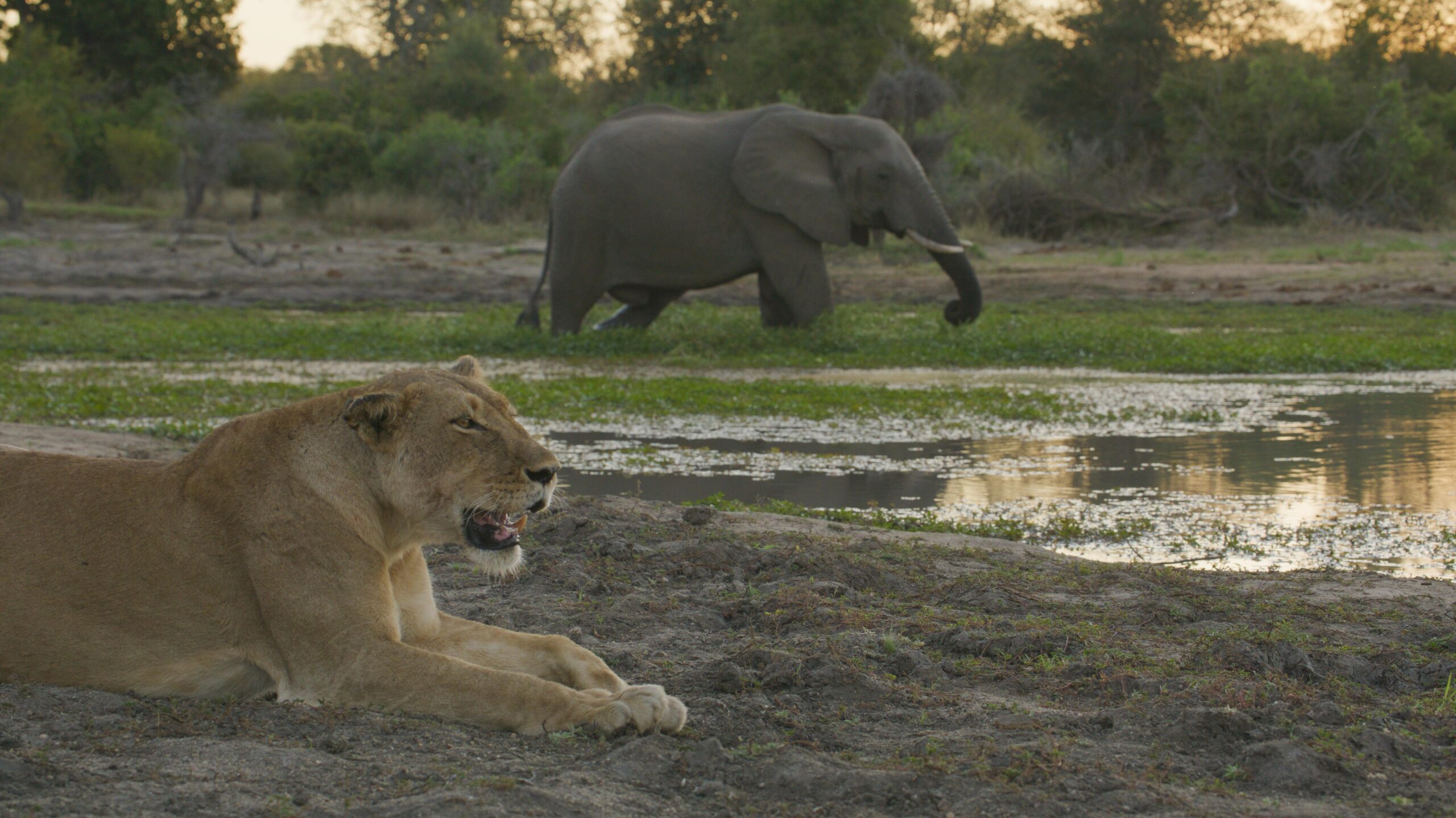 Amaya Safari Lodge - Sabi Sands Game Reserve - Sabi Sands Lodges Reservations 48 amaya safari lodge timbavati images (11)