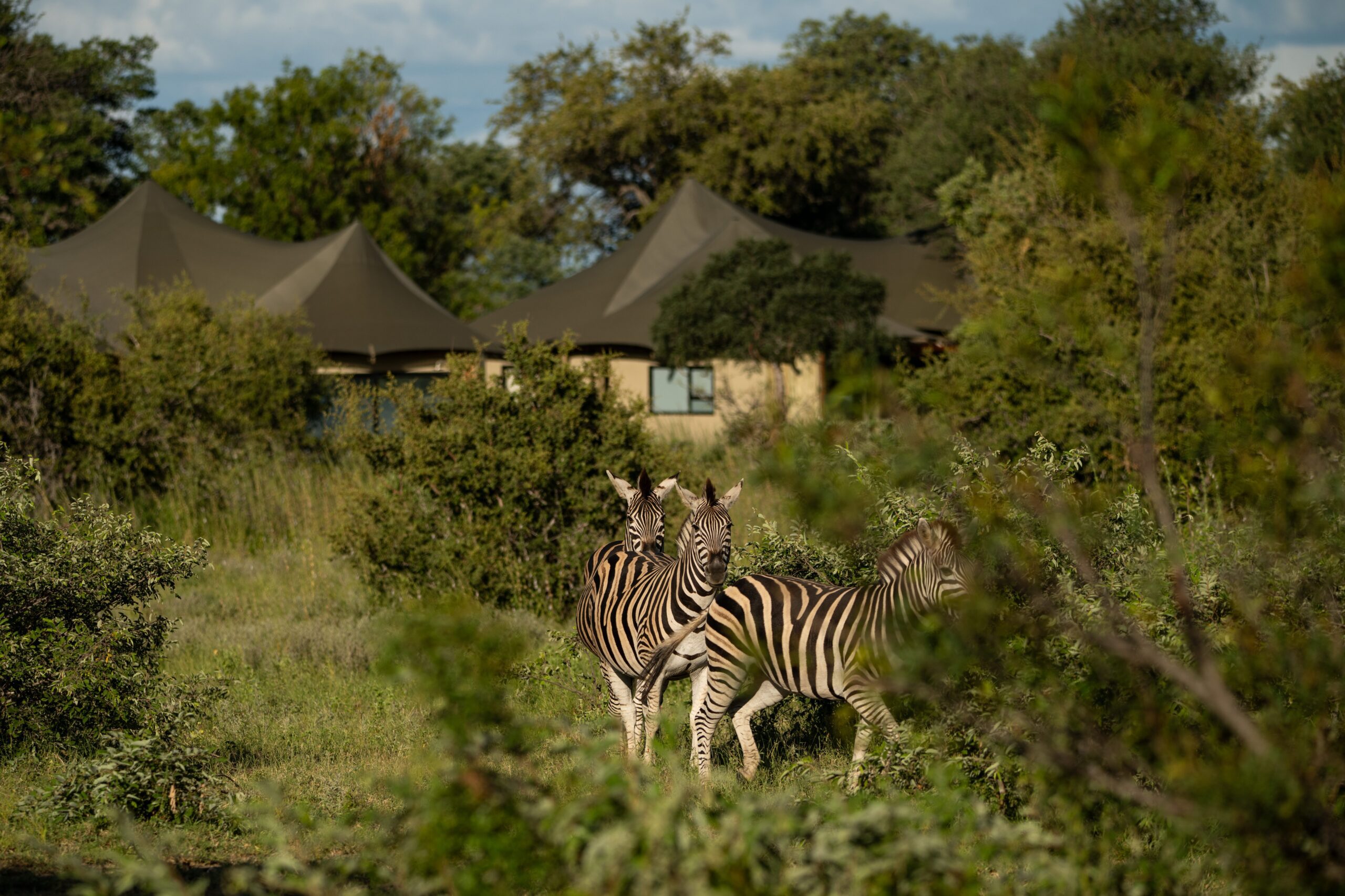 Amaya Safari Lodge - Sabi Sands Game Reserve - Sabi Sands Lodges Reservations 85 amaya safari lodge timbavati images (13)