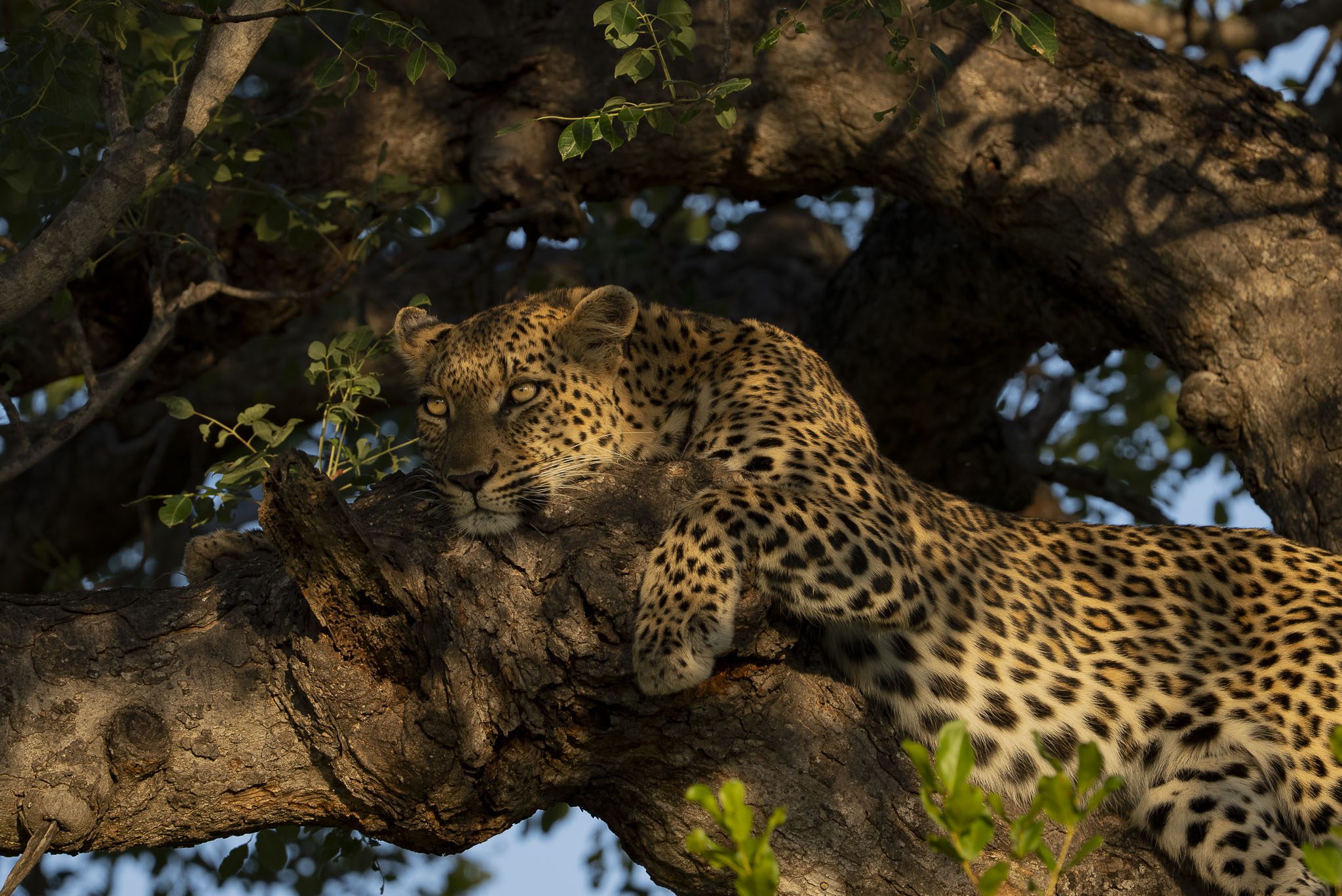Amaya Safari Lodge - Sabi Sands Game Reserve - Sabi Sands Lodges Reservations 86 amaya safari lodge timbavati images (13)