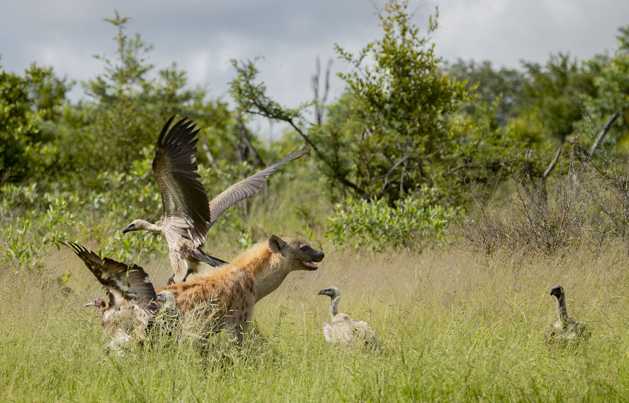 Amaya Safari Lodge - Sabi Sands Game Reserve - Sabi Sands Lodges Reservations 87 amaya safari lodge timbavati images (14)