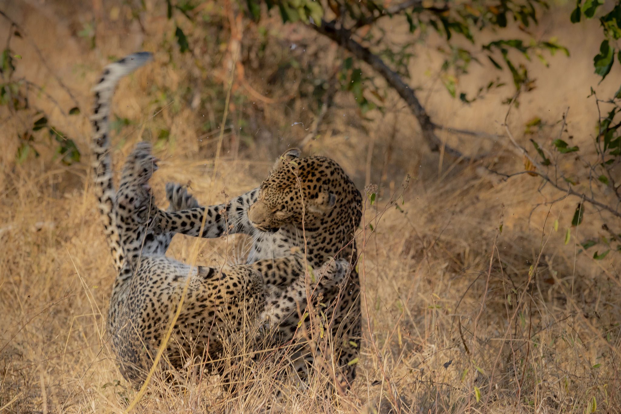 Amaya Safari Lodge - Sabi Sands Game Reserve - Sabi Sands Lodges Reservations 47 amaya safari lodge timbavati images (15)