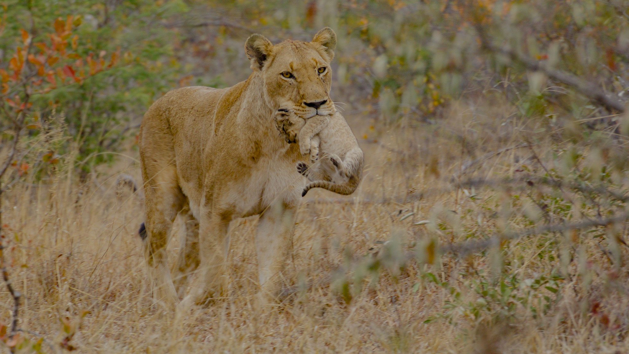 Amaya Safari Lodge - Sabi Sands Game Reserve - Sabi Sands Lodges Reservations 44 amaya safari lodge timbavati images (19)
