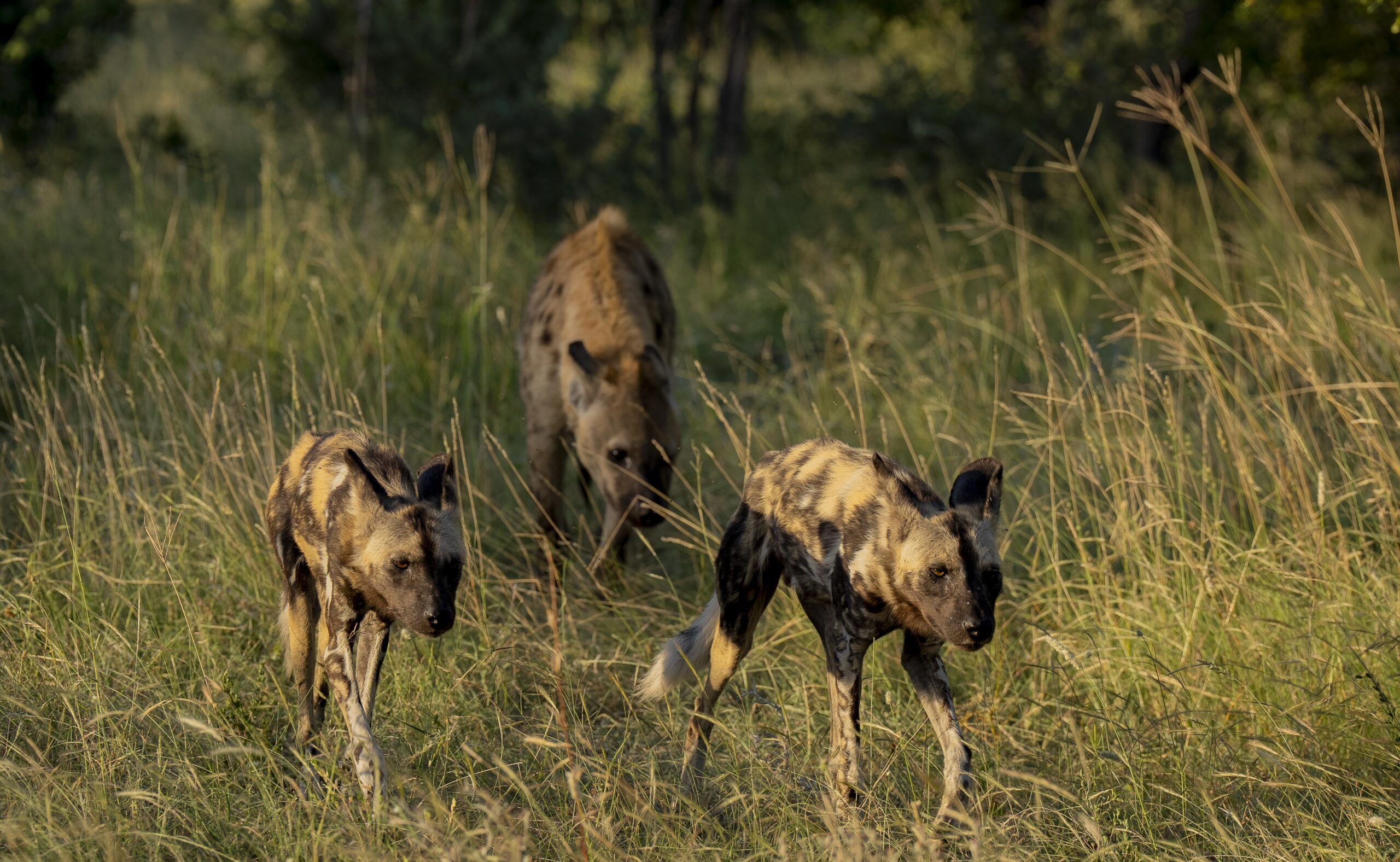 Amaya Safari Lodge - Sabi Sands Game Reserve - Sabi Sands Lodges Reservations 88 amaya safari lodge timbavati images (9)