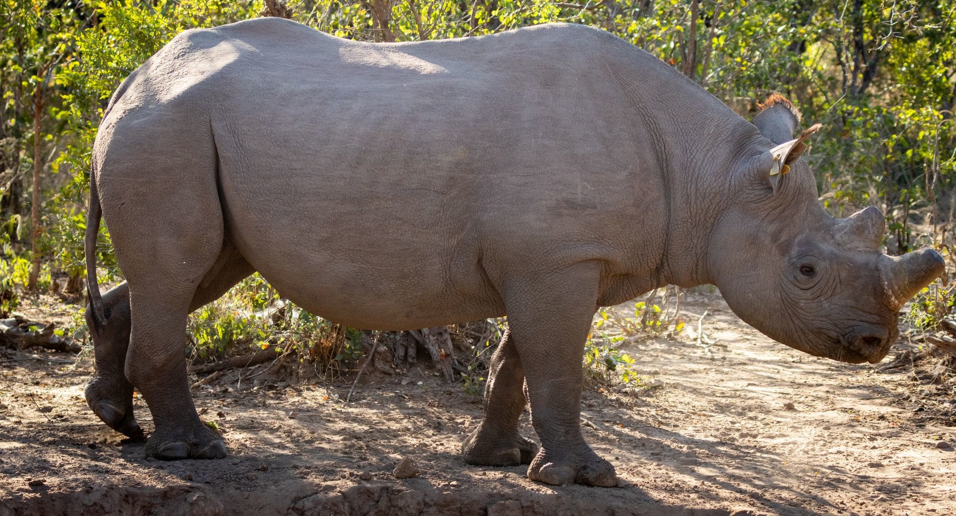 16 Day Southern Africa - The perfect holiday for couples & families 230 anantarastanleylivingstonerhino1920x1037
