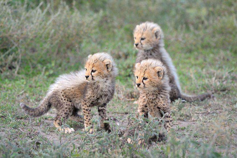 Best Time to See Baby Animals - Sabi Sands Lodges Reservations 2 baby wildlife cheetah