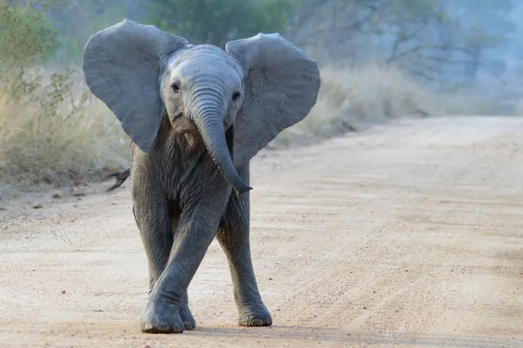 Best Time to See Baby Animals - Sabi Sands Lodges Reservations 7 baby wildlife elephant