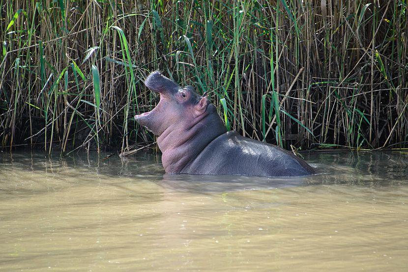 Best Time to See Baby Animals - Sabi Sands Lodges Reservations 8 baby wildlife hippo