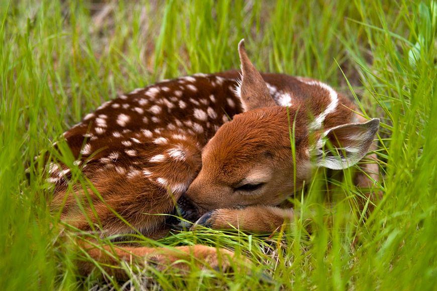 Best Time to See Baby Animals - Sabi Sands Lodges Reservations 4 baby wildlife impala