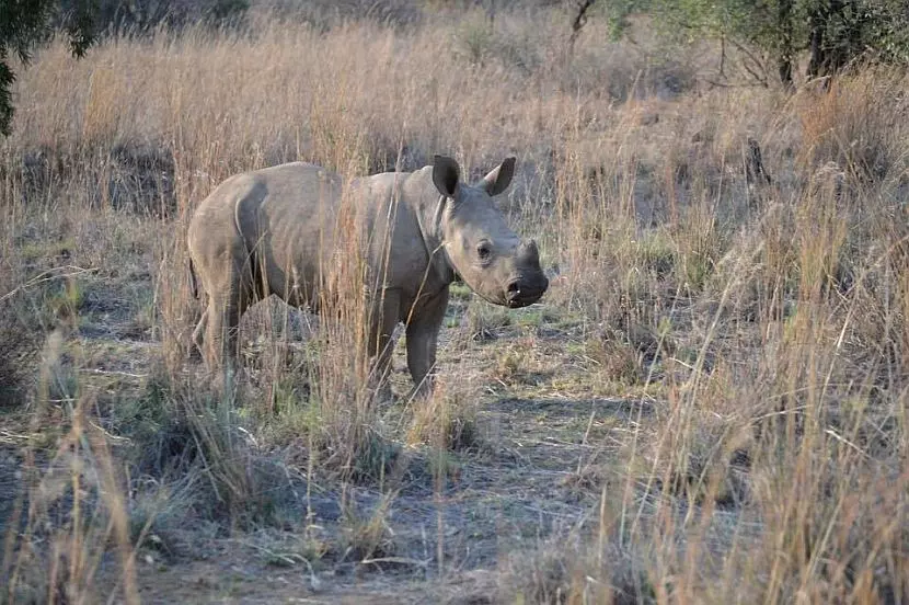 Best Time to See Baby Animals - Sabi Sands Lodges Reservations 3 baby wildlife rhino