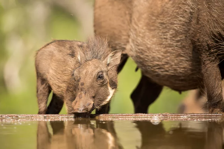 Best Time to See Baby Animals - Sabi Sands Lodges Reservations 5 baby wildlife warthog