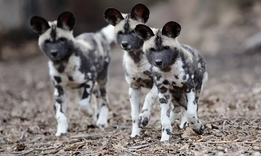 Best Time to See Baby Animals - Sabi Sands Lodges Reservations 6 baby wildlife wild dog