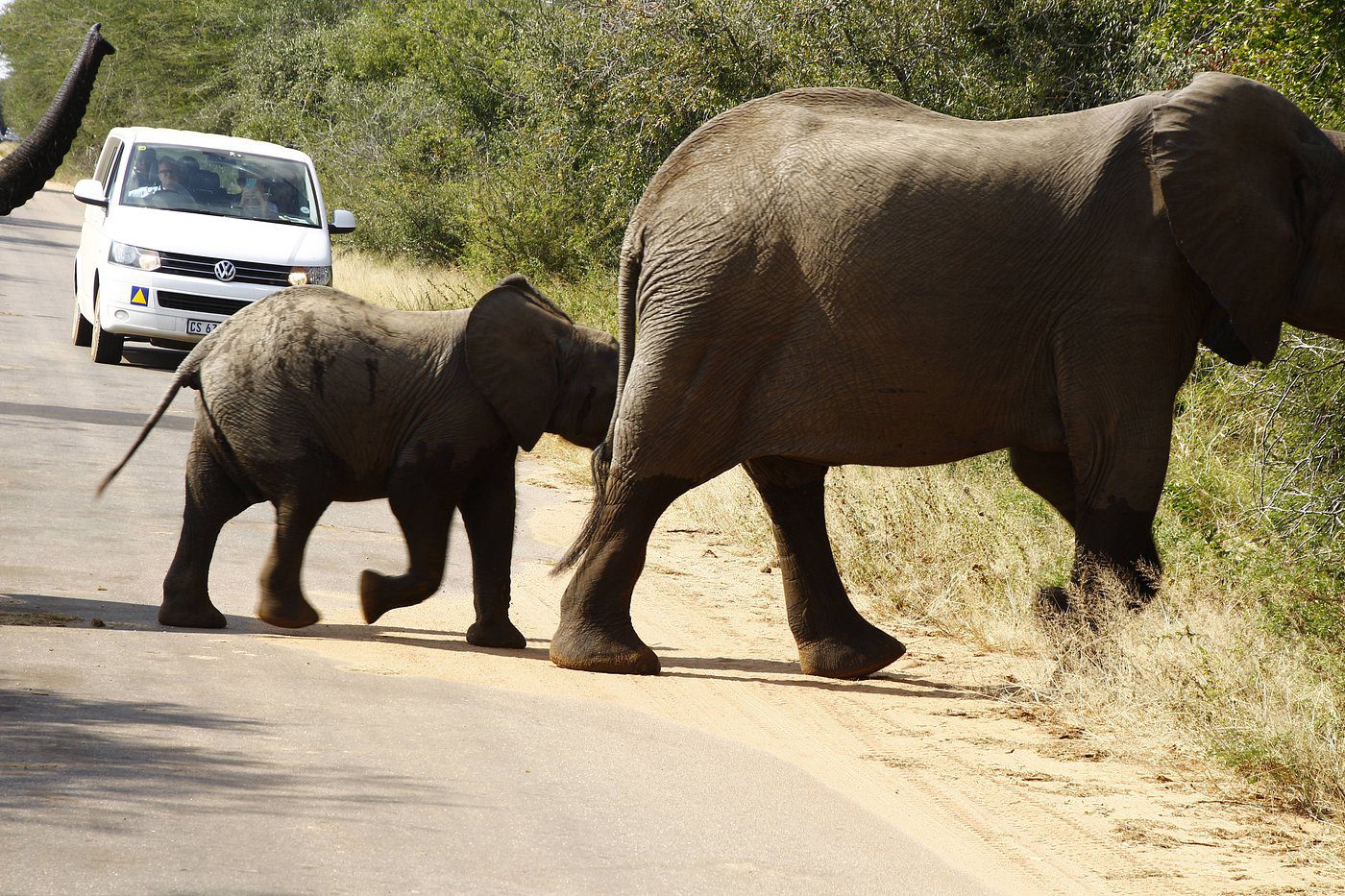 4 Day Kruger National Park Budget Safari - Sabi Sands Game Reserve 45 golden lion adventures PRETORIUSKOP RESTCAMP UPDATED 2025