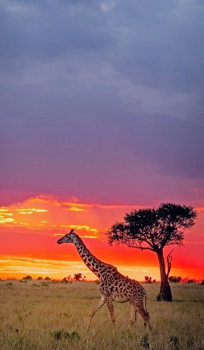 10 Day Highlights of Kenya Fly-In Luxury Safari - Sabi Sands Lodges Reservations 99 NILESH SHAH