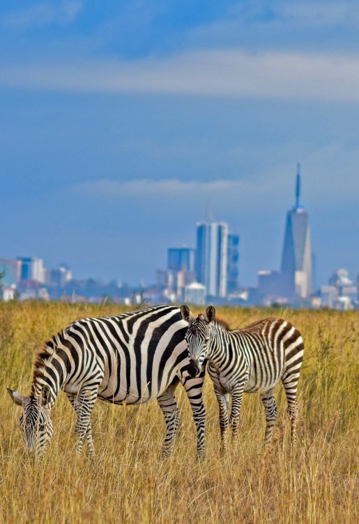 10 Day Highlights of Kenya Fly-In Luxury Safari - Sabi Sands Lodges Reservations 66 nairobi national park visit kenya mobile zebra