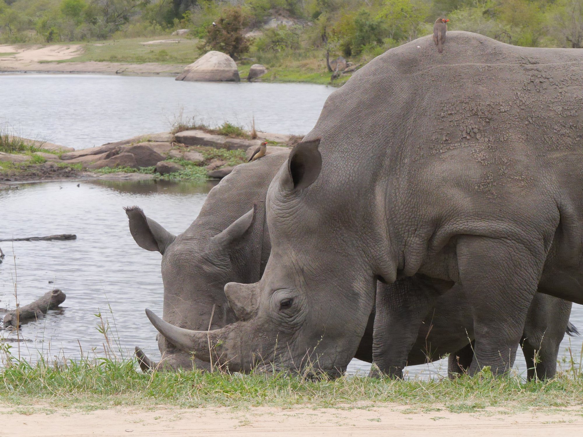 4 Day Kruger National Park Budget Safari - Sabi Sands Game Reserve 44 pretoriuskop restcamp (3)