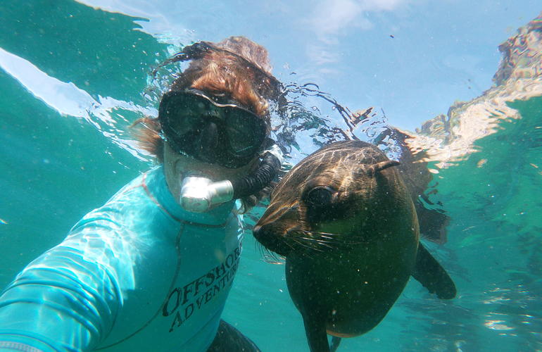 9 Day Self Drive Cape Town, Garden Route & Malaria Free Safari - South Africa 98 swimming with seals garden route