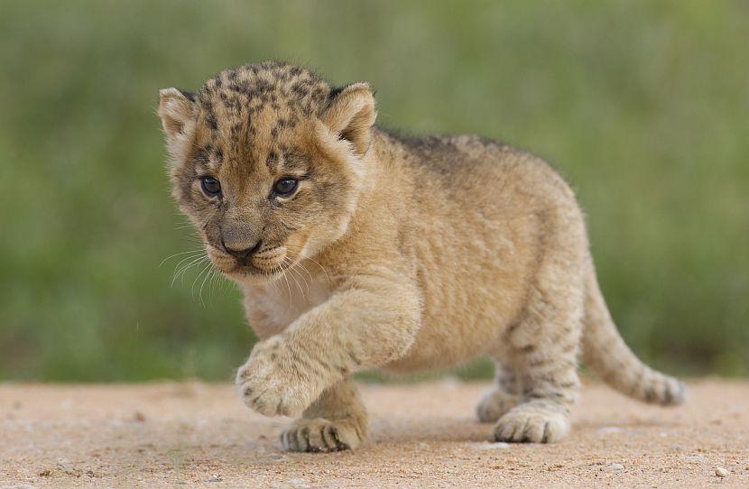 Best Time to See Baby Animals - Sabi Sands Lodges Reservations 1 wildlife baby lion