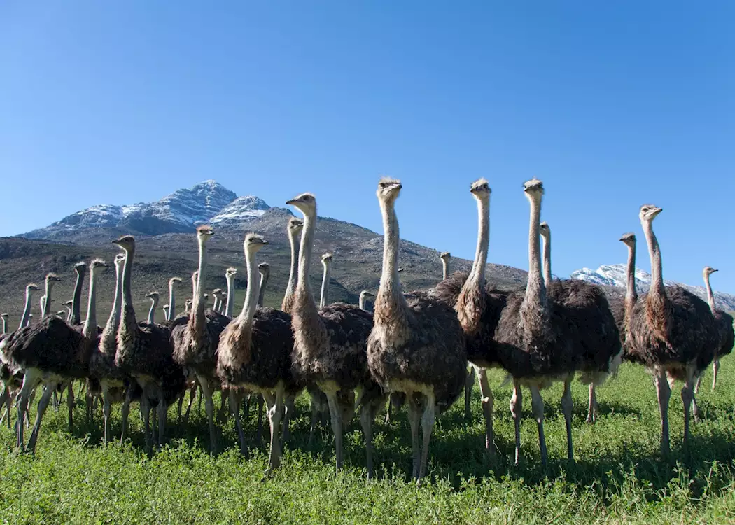 The Best of The garden Route - 4 Day Guided Tour - Cape Town Tour 63 ostriches in oudtshoorn little karoo