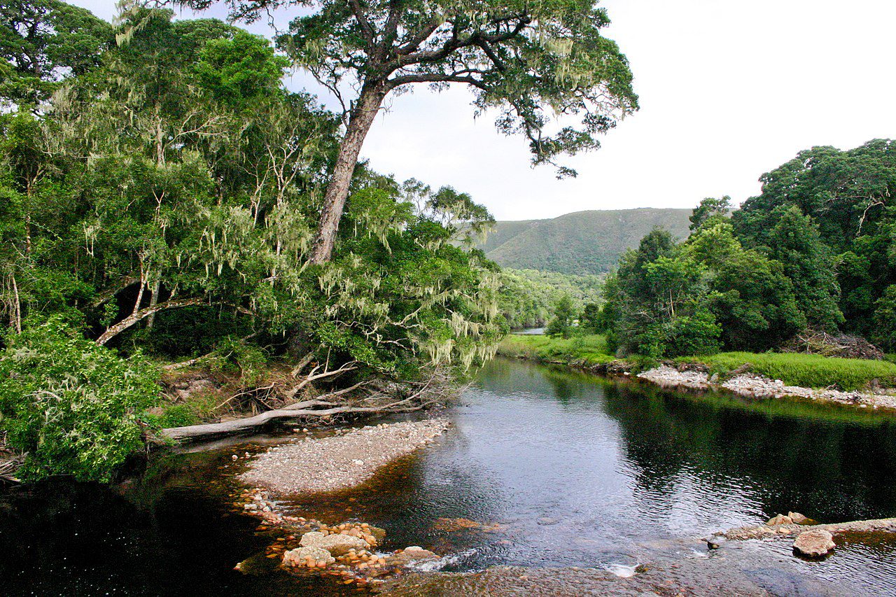 The Best of The garden Route - 4 Day Guided Tour - Cape Town Tour 88 Groot River forest knysna