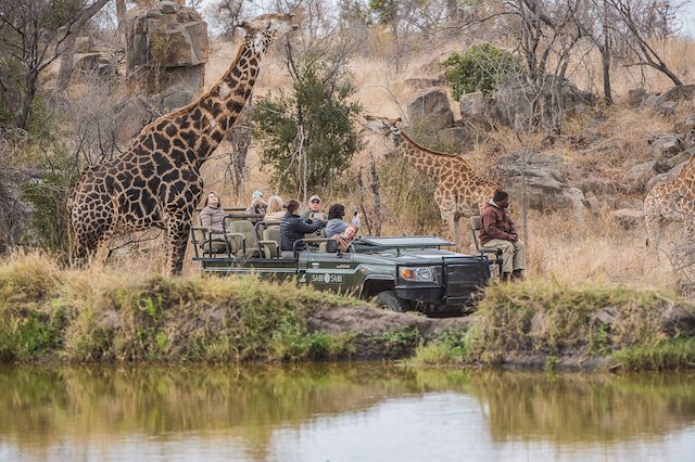 What You'll Really See on a Sabi Sand Game Drive 10 Sabi Sabi Game Reserve game drive giraffe