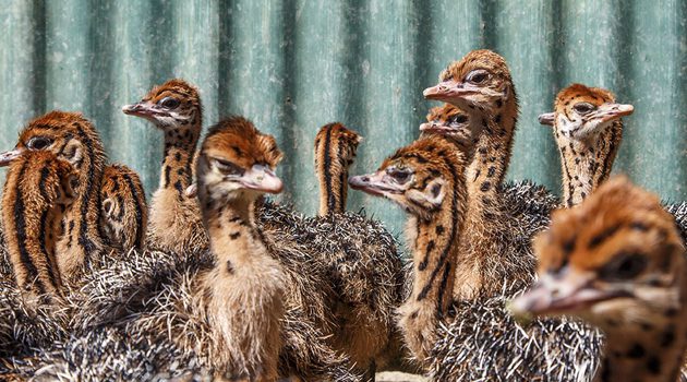 The Best of The garden Route - 4 Day Guided Tour - Cape Town Tour 82 baby ostrich Highgate Ostrich Show Farm knysna