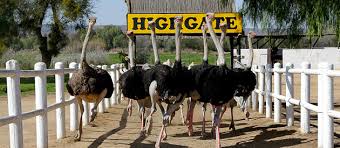 The Best of The garden Route - 4 Day Guided Tour - Cape Town Tour 83 high gate ostrich