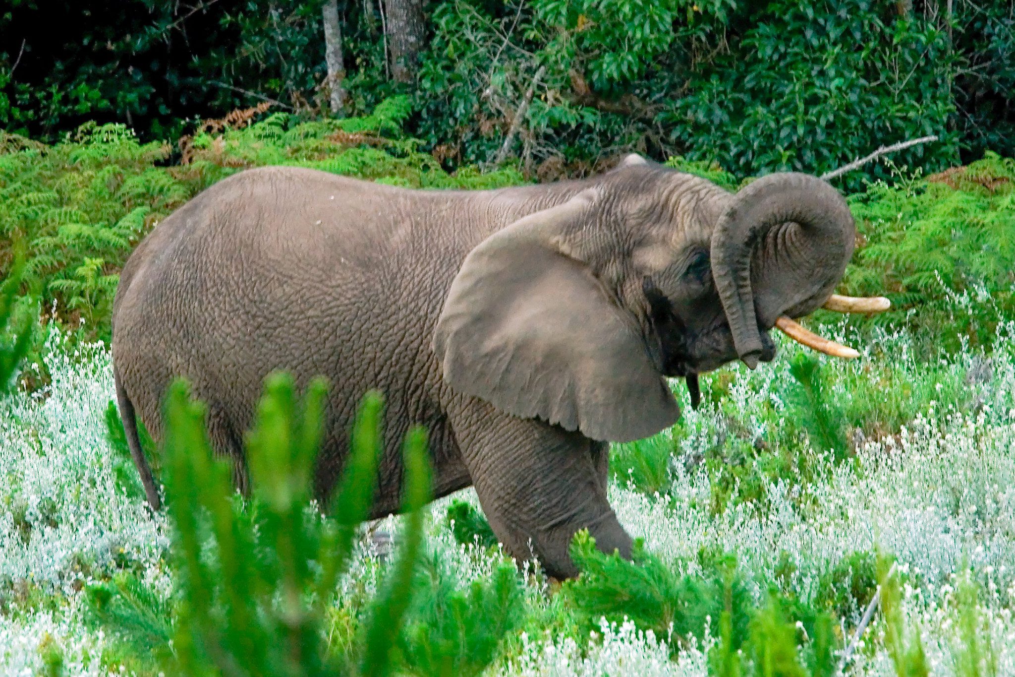 The Best of The garden Route - 4 Day Guided Tour - Cape Town Tour 87 knysanwildlife header