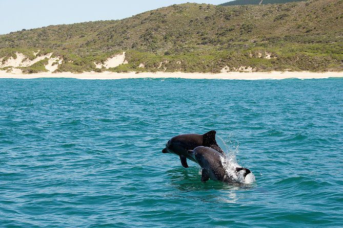 The Best of The garden Route - 4 Day Guided Tour - Cape Town Tour 86 knysna marine life