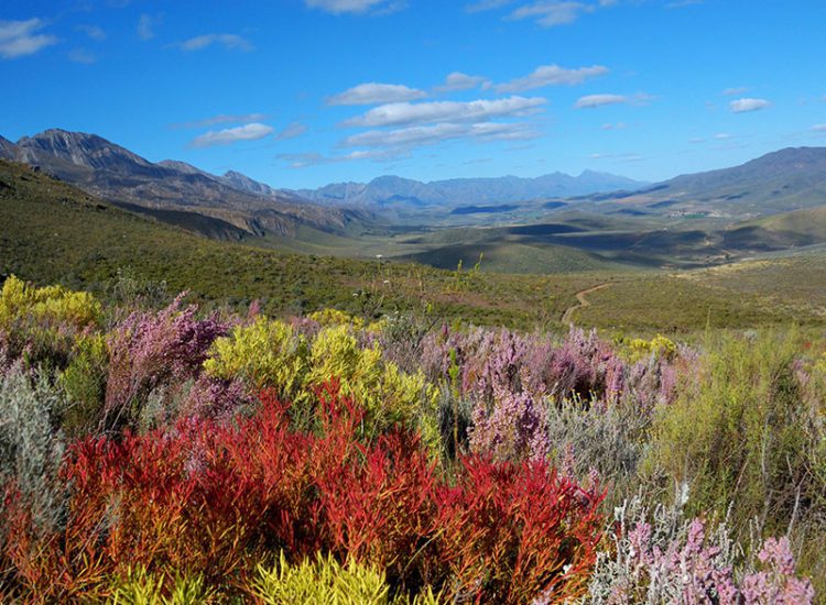 The Best of The garden Route - 4 Day Guided Tour - Cape Town Tour 66 oudtshoorn x