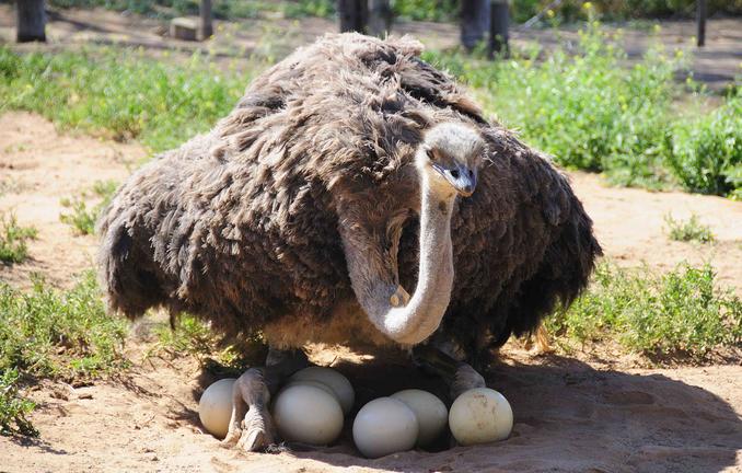 The Best of The garden Route - 4 Day Guided Tour - Cape Town Tour 62 outshoorn ostrich