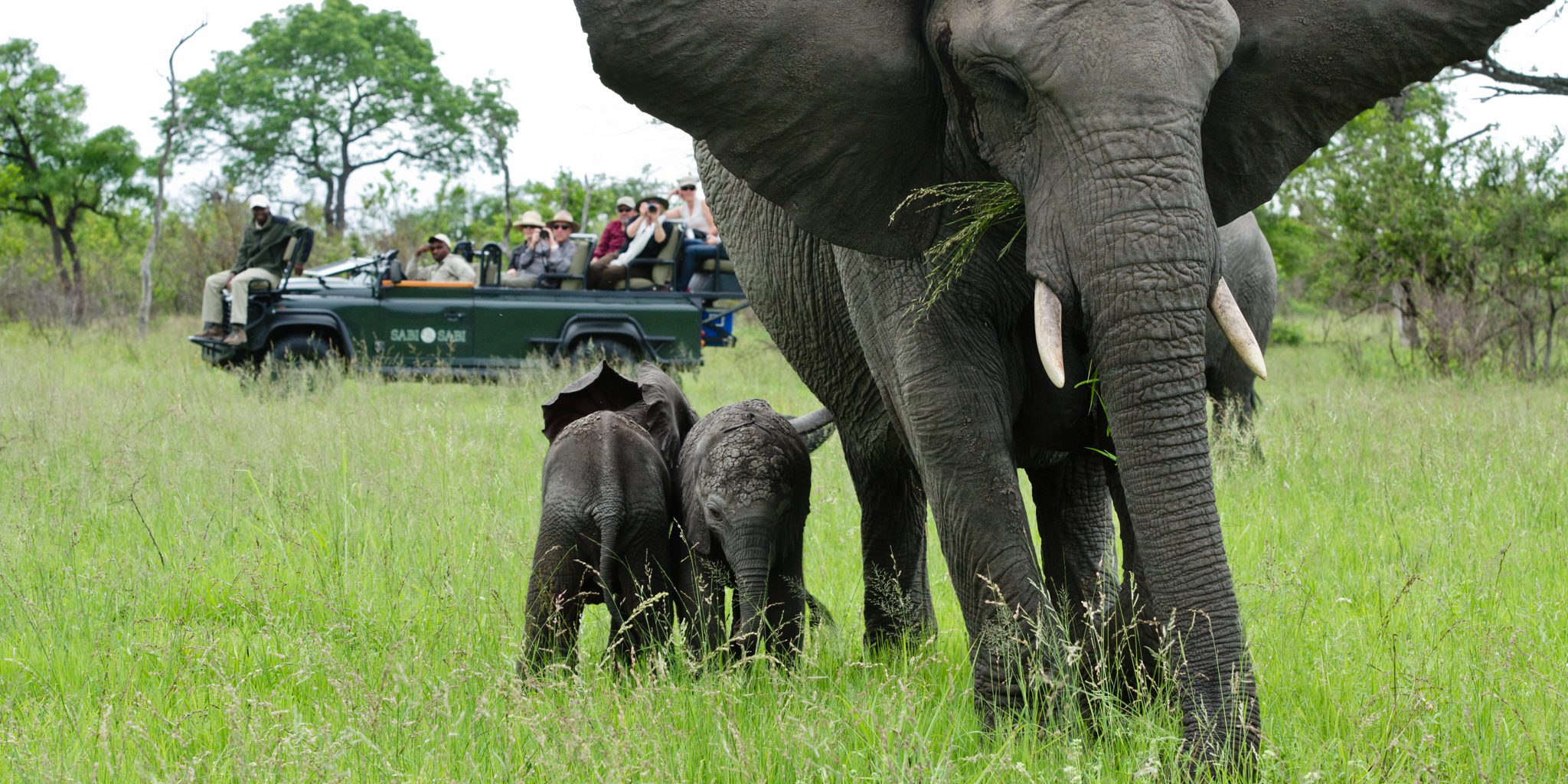 What You'll Really See on a Sabi Sand Game Drive 9 sabi sand game drive elephant