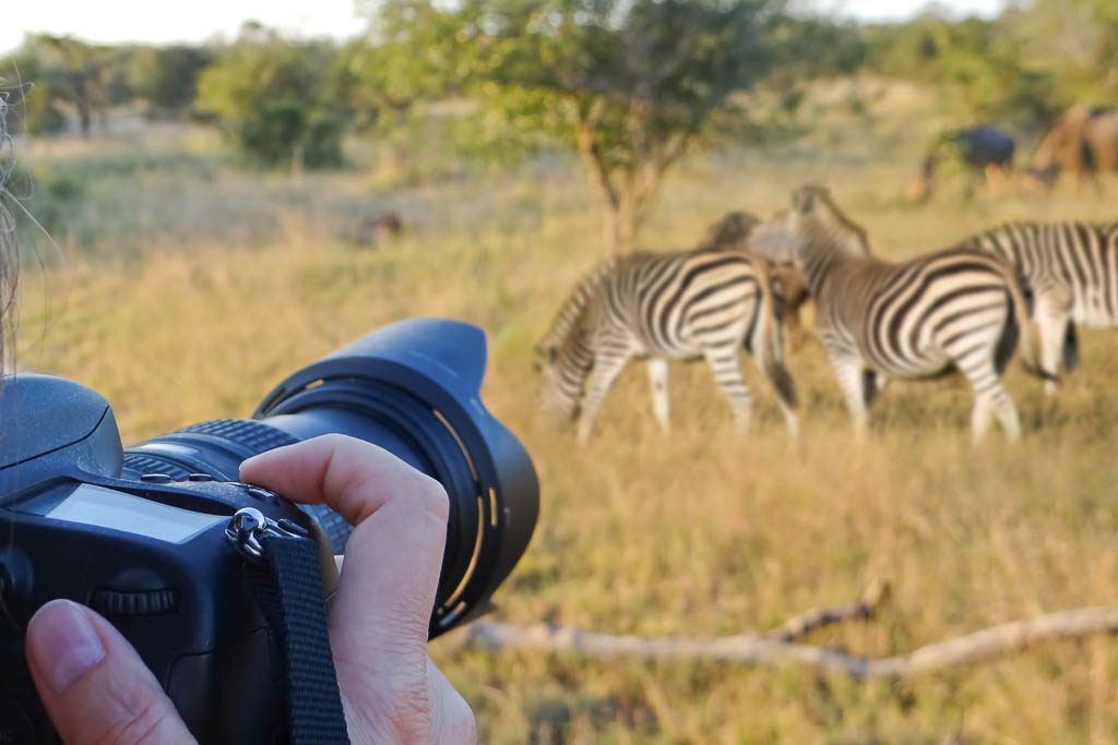 What You'll Really See on a Sabi Sand Game Drive 85 Photographing wildlife, South Africa