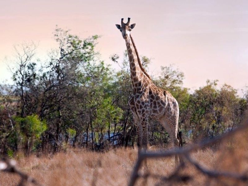 The Best of The garden Route - 4 Day Guided Tour - Cape Town Tour 85 wildlifeandwine giraffe
