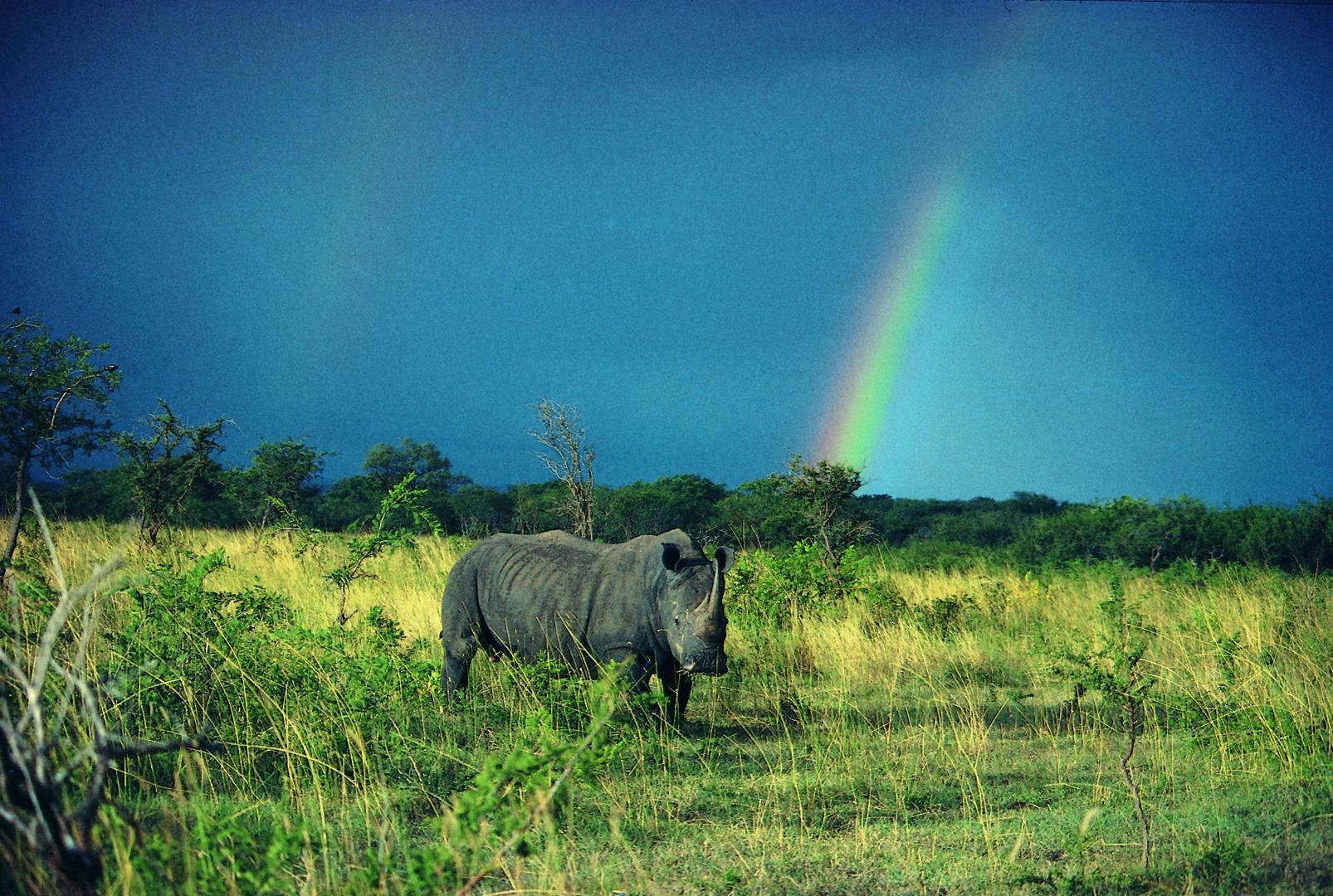 Londolozi Pioneer Camp - Sabi Sands Game Reserve - Kruger National Park 112 c