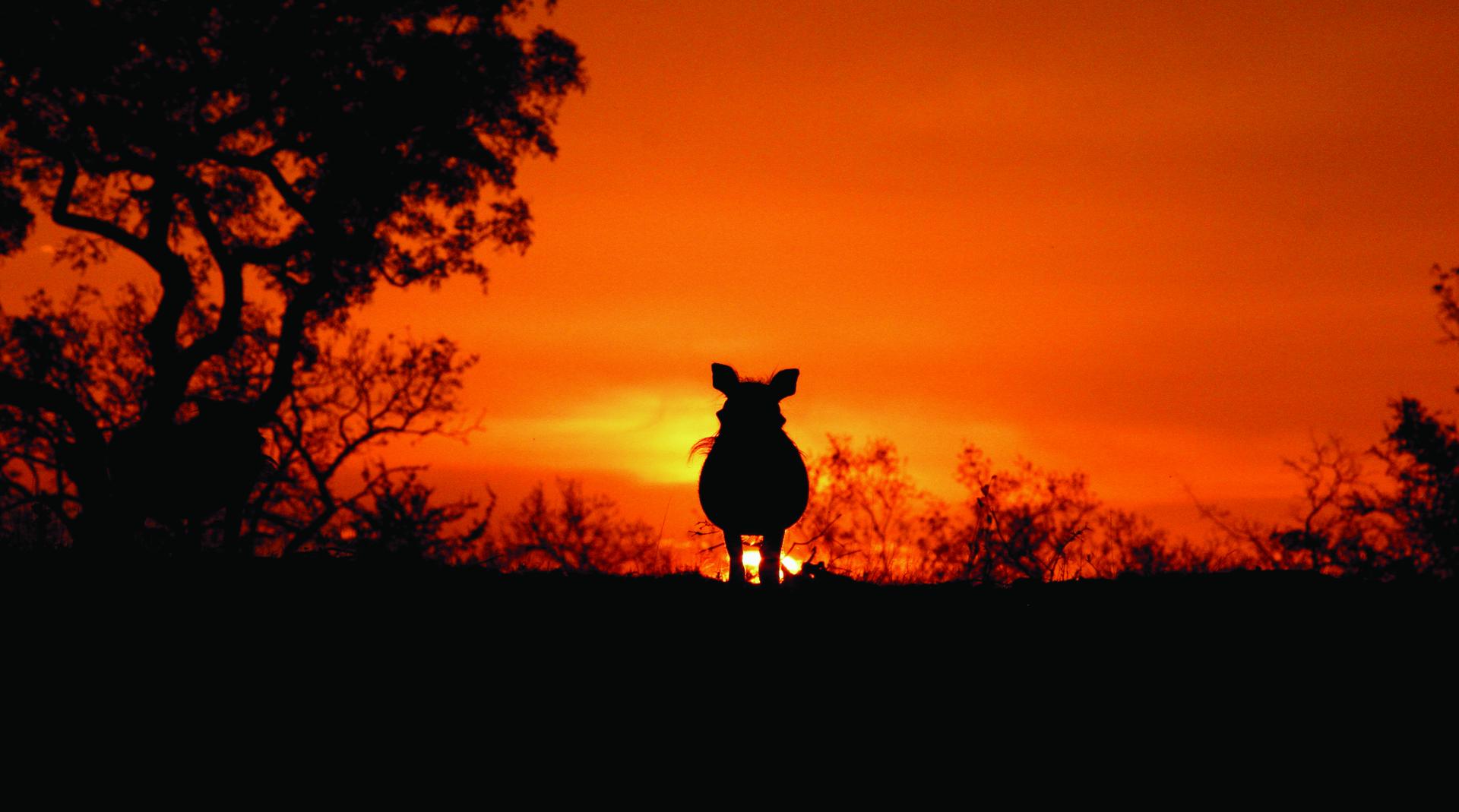 Londolozi Pioneer Camp - Sabi Sands Game Reserve - Kruger National Park 111 warthog sunset