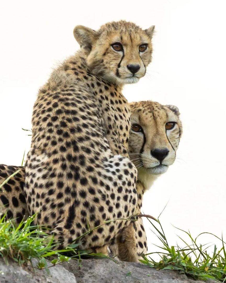 Savanna Private Lodge - Sabi Sands Game Reserve - Kruger National Park 88 n