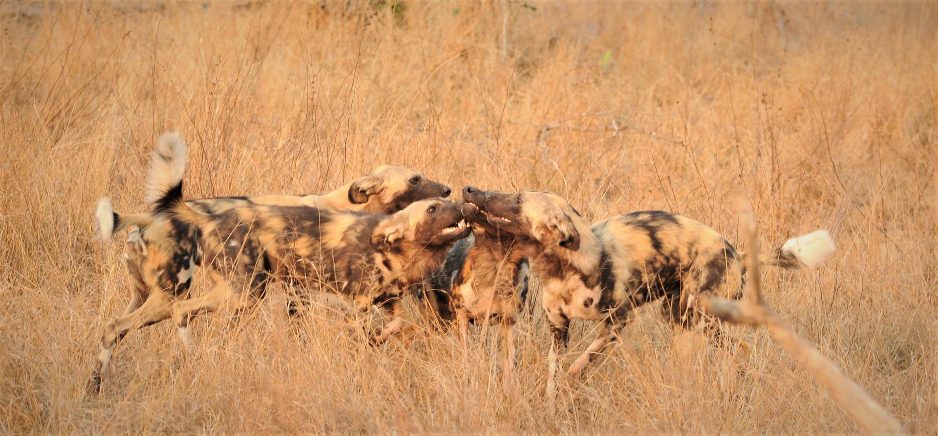 Jaci's Sabi House - Sabi Sands Game Reserve - Reservations 78 A great place to see Wild Dog