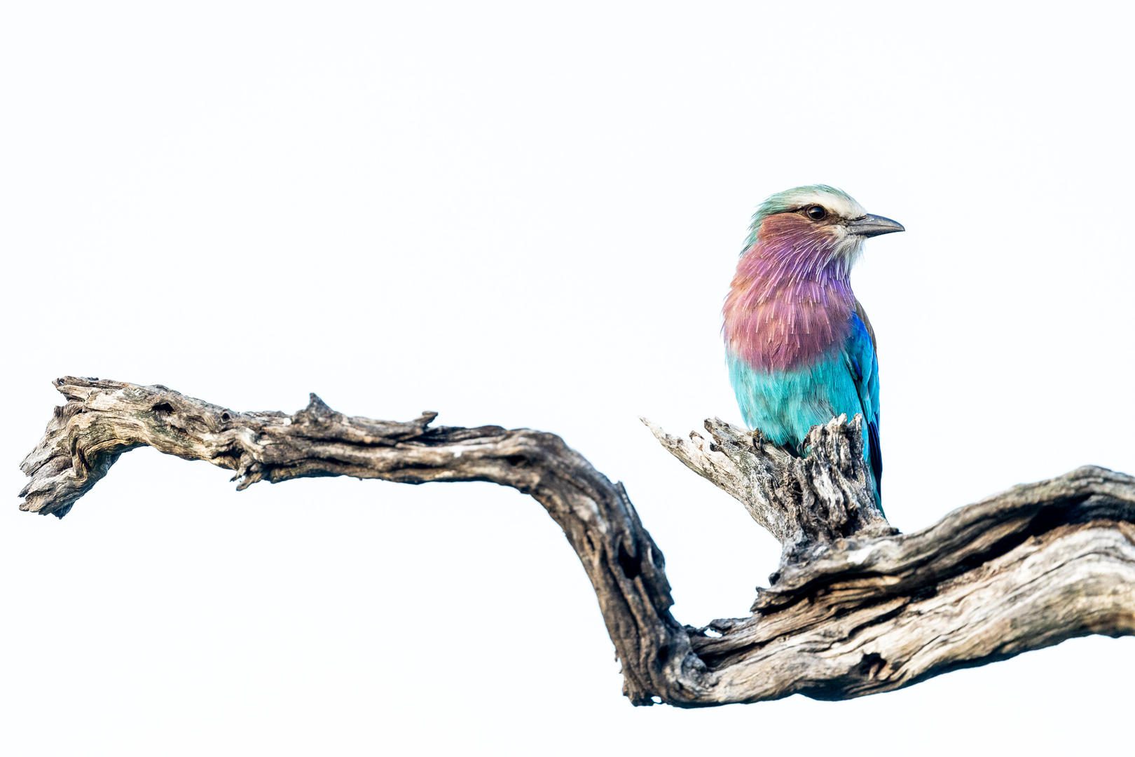Birding in the Sabie Game Reserve