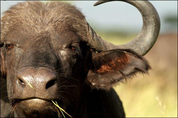 Savanna Private Lodge - Sabi Sands Game Reserve - Kruger National Park 89 Buffalo