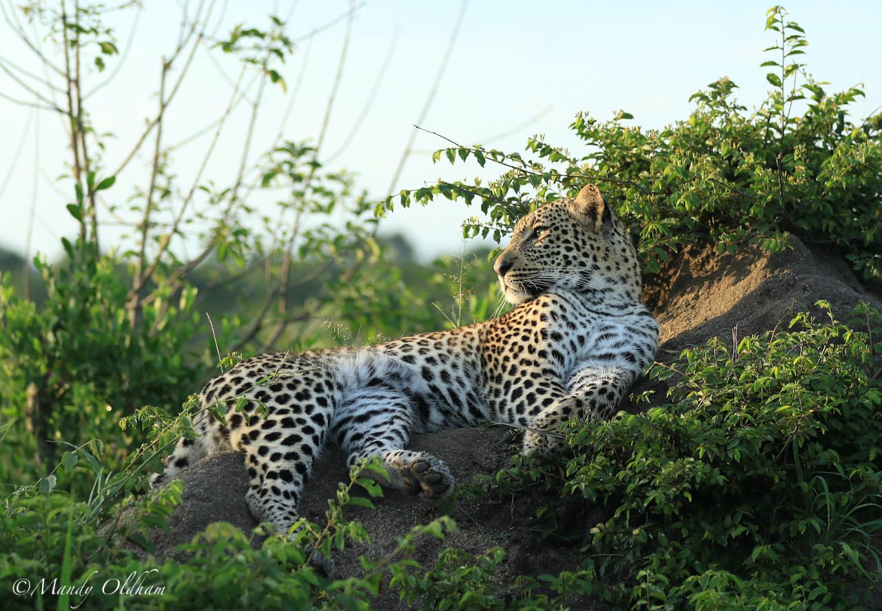 Jaci's Sabi House - Sabi Sands Game Reserve - Reservations 79 Close Up Game Viewing at Jaci s Sabi House