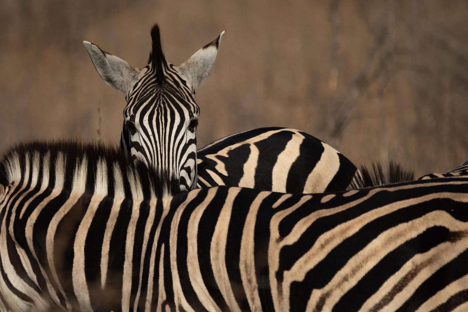 Dazzle of zebra