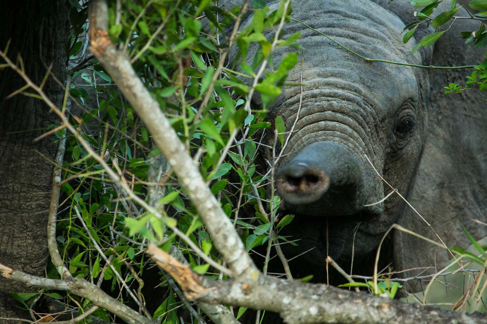 Elephant calf on game drive