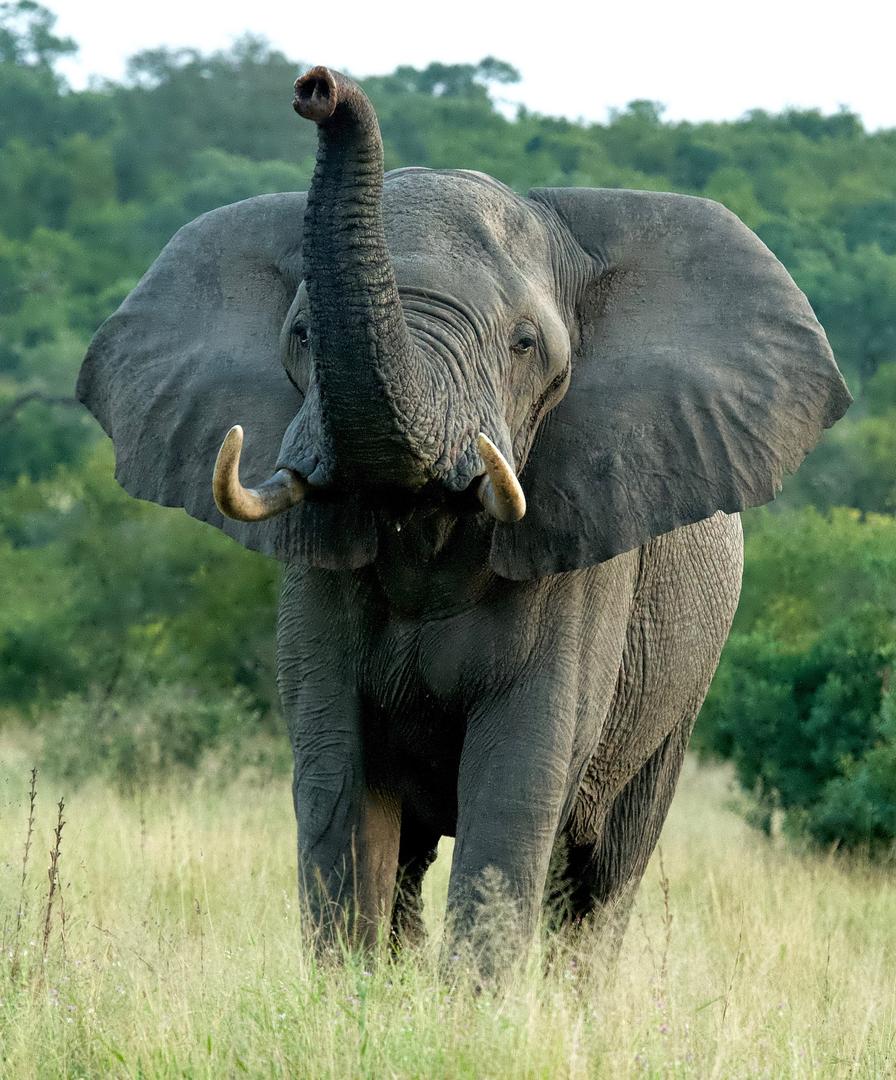 Jaci's Sabi House - Sabi Sands Game Reserve - Reservations 80 Elephant on Game Drive